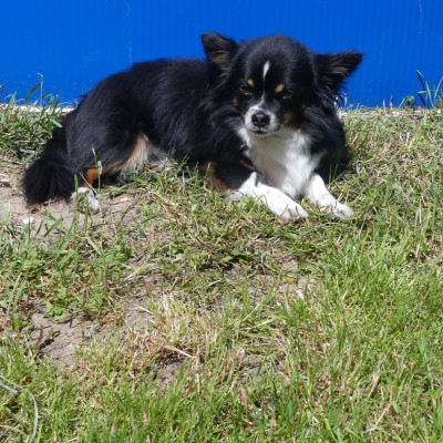 Balu